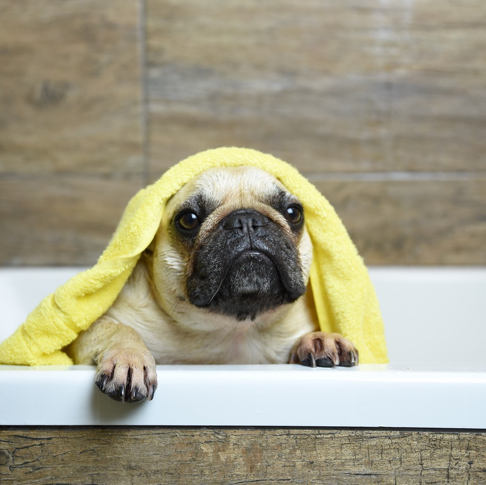 Milyen gyakran fürdessük kutyánkat?